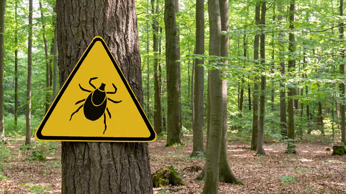 Ostrzegawczy znak kleszcz w lesie