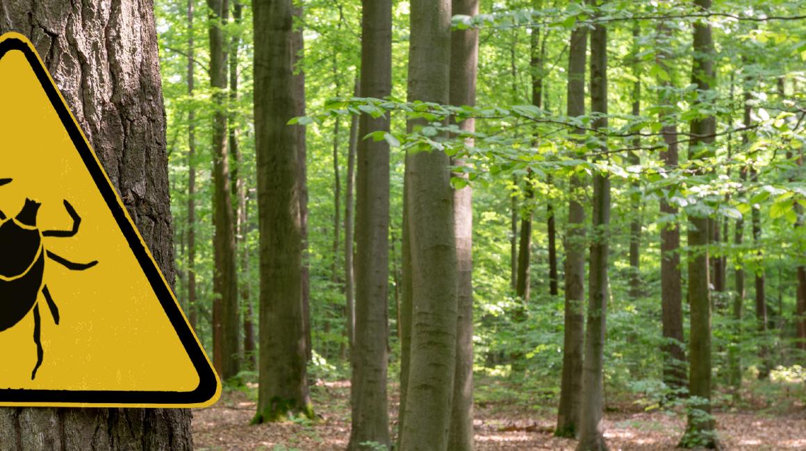 Ostrzegawczy znak kleszcz w lesie