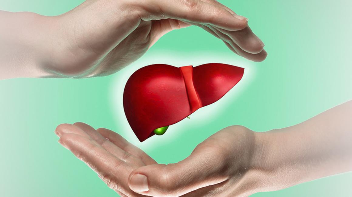 Rysunek wątroby otulanej przez dłonie. Jedna dłoń nad wątrobą, a druga pod nią.