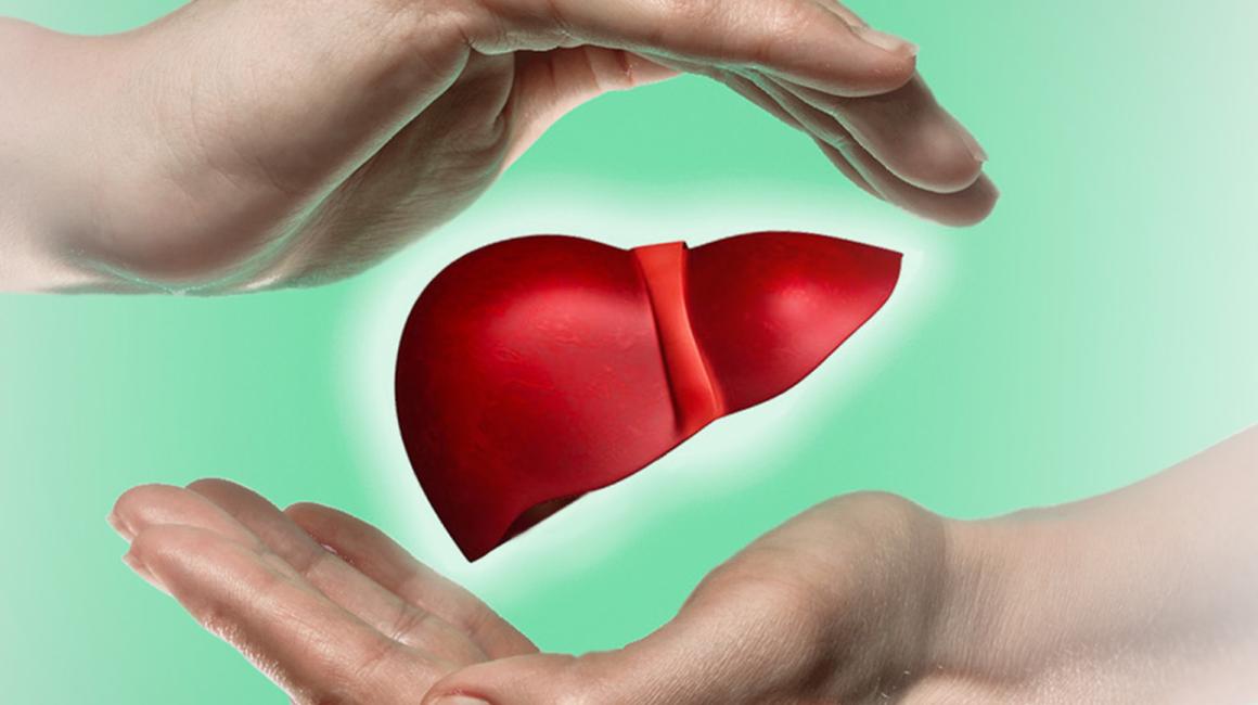 Rysunek wątroby otulonej dłońmi. jedna ręka nad wątrobą, a druga pod nią.