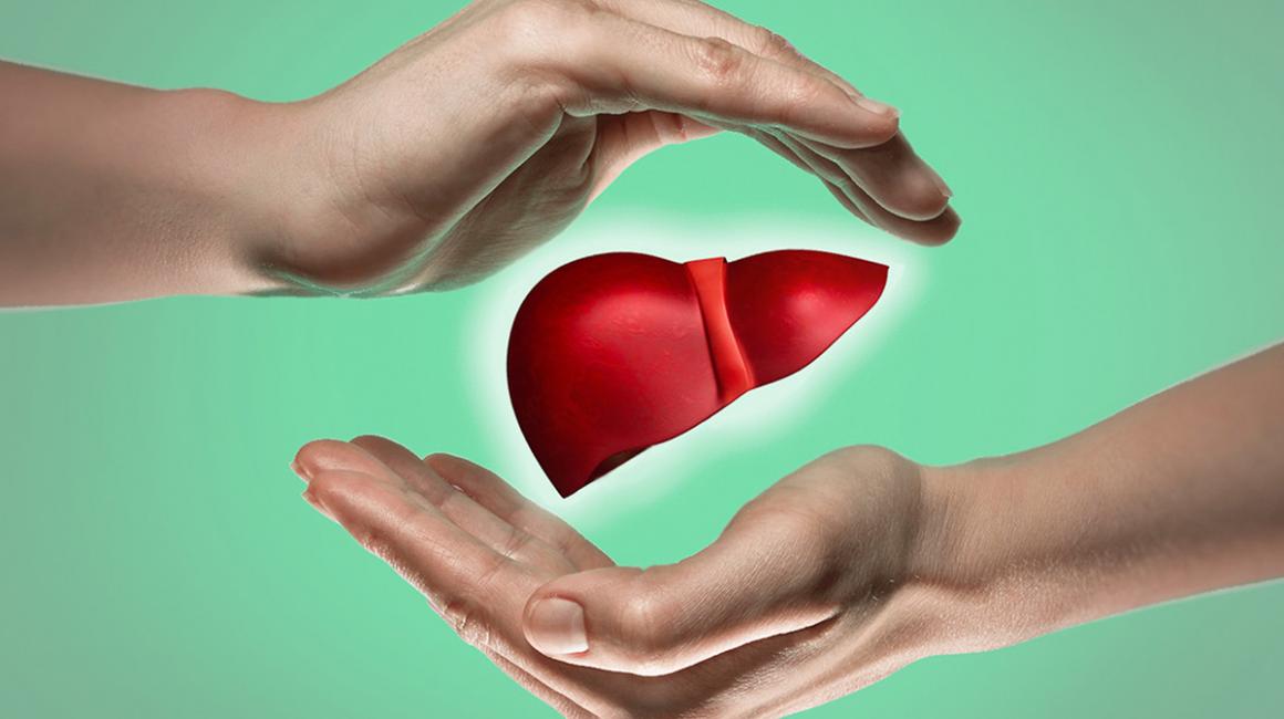 Rysunek wątroby otulonej dłońmi. jedna ręka nad wątrobą, a druga pod nią.