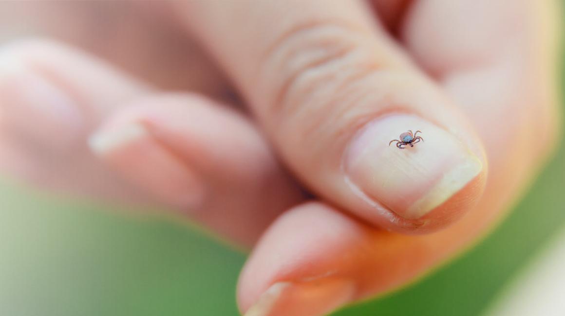 Kleszcz na paznokciu 