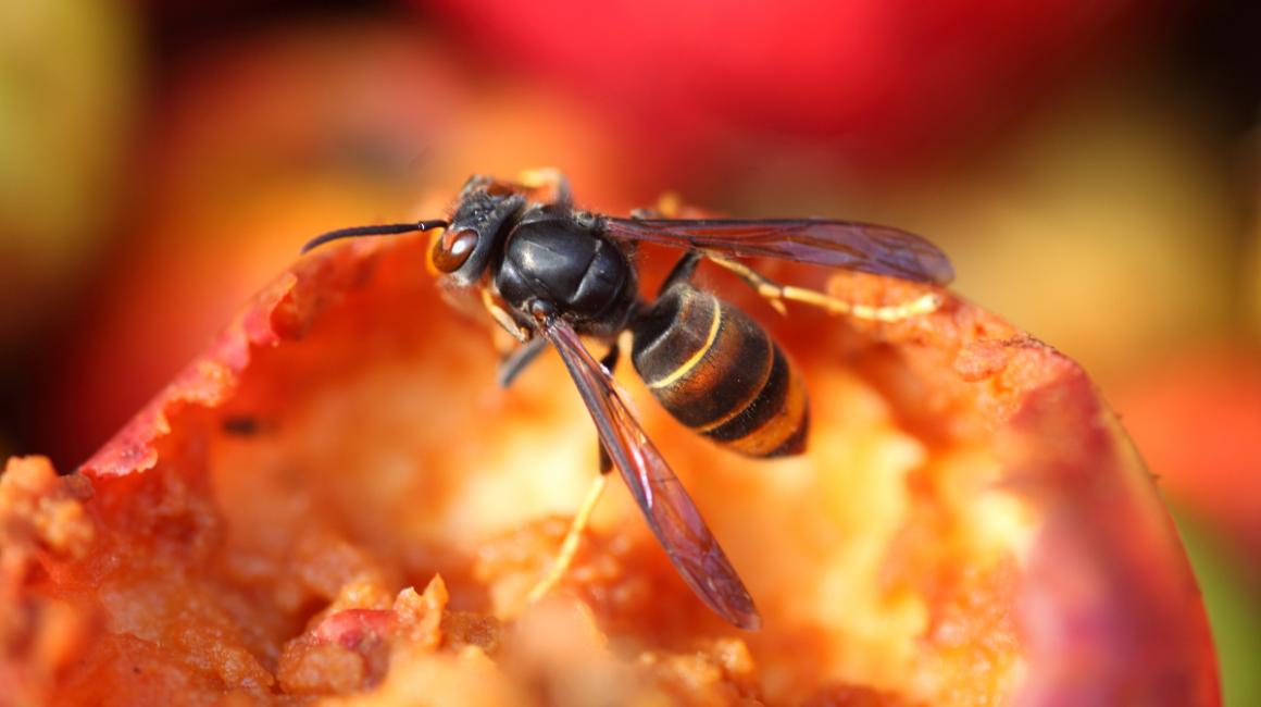 Duże zbliżenie na osę, która siedzi na nadgryzionym jabłku.