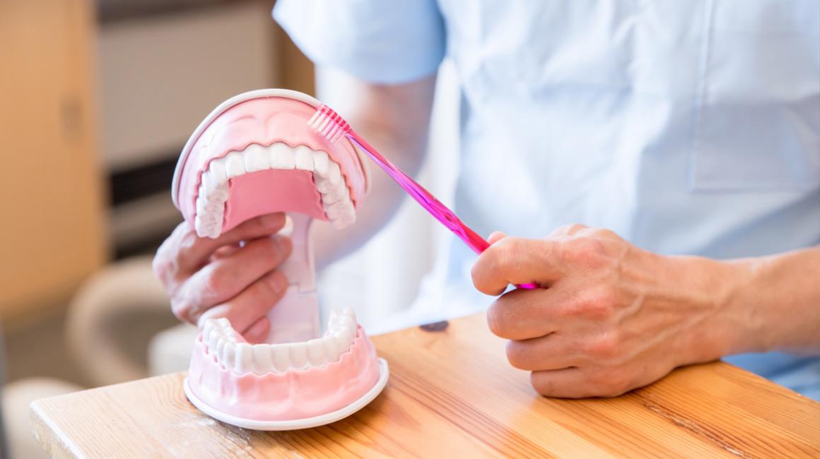 Pielęgniarz pokazuje na modelu szczęki jak prawidłowo myć zęby.