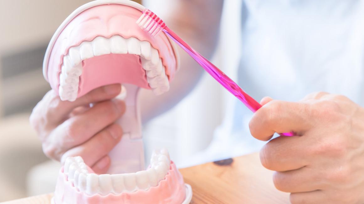 Pielęgniarz pokazuje na modelu szczęki jak prawidłowo myć zęby.