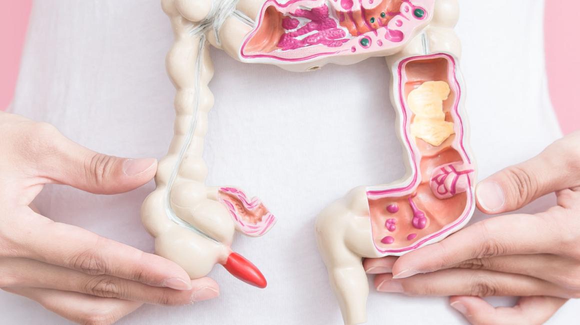 Osoba trzyma model jelita grubego na tle swojego brzucha.