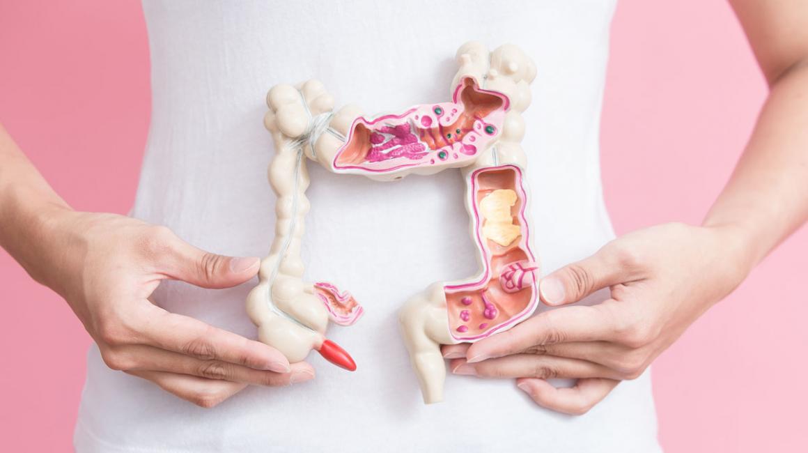 Osoba trzyma model jelita grubego na tle swojego brzucha.