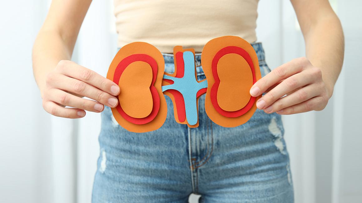 osoba trzyma w rękach papierowy model nerek