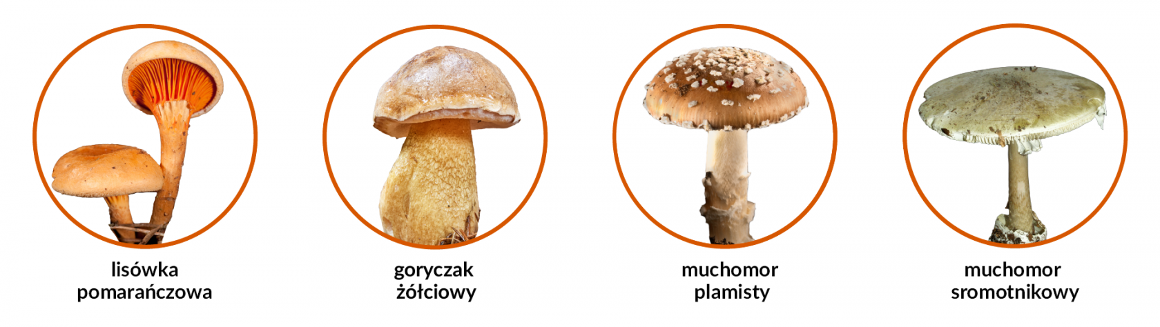Grafika z trującymi grzybami. Na obrazku jest lisówka pomarańczowa, goryczak żółciowy, muchomor plamisty, muchomor sromotnikowy.