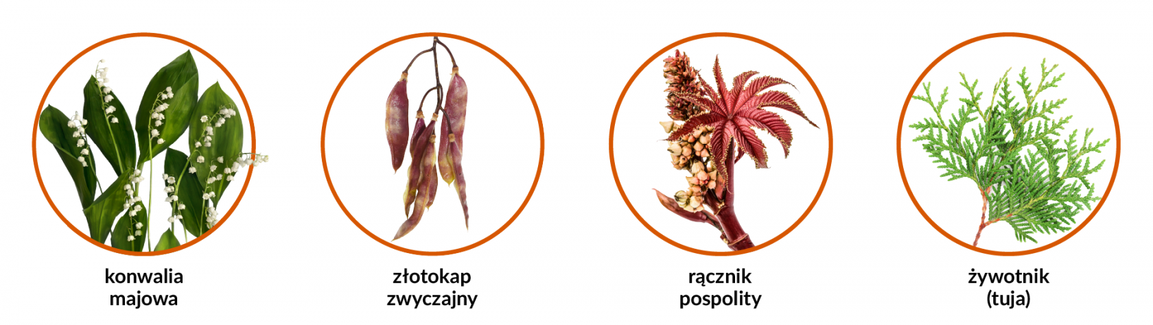 Grafika z trującymi roślinami. Na obrazku jest konwalia majowa, złotokap zwyczajny, rącznik pospolity, żywotnik (tuja).