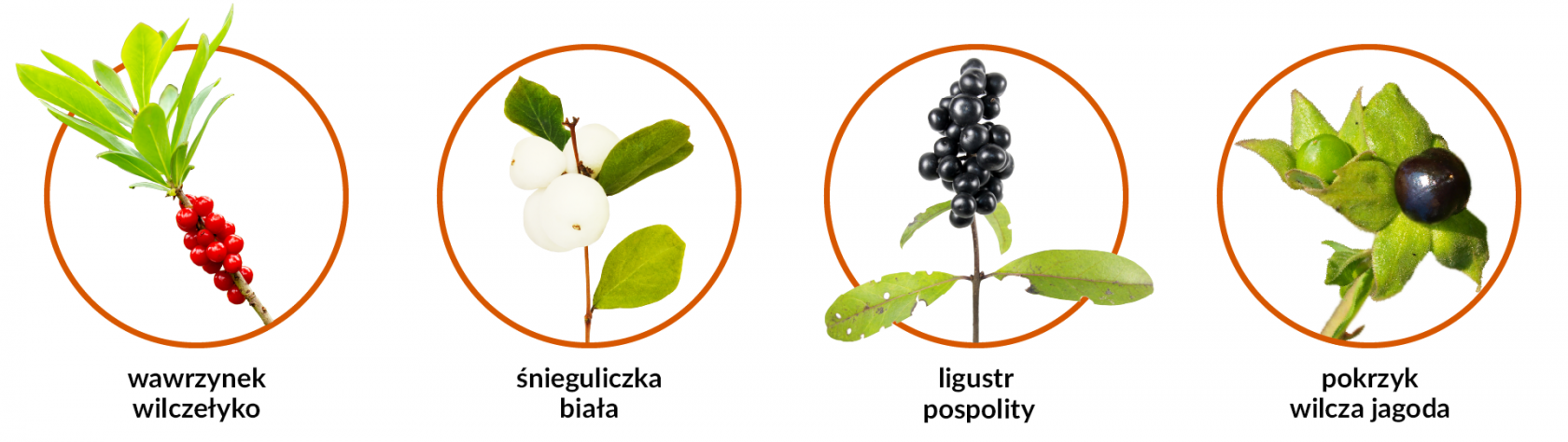 Grafika z trującymi roślinami. Na obrazku jest wawrzynek wilczełyko, śnieguliczka biała, ligustr pospolity i pokrzyk wilcza jagoda.
