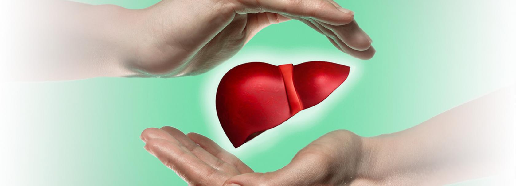 Rysunek wątroby otulonej dłońmi. jedna ręka nad wątrobą, a druga pod nią.