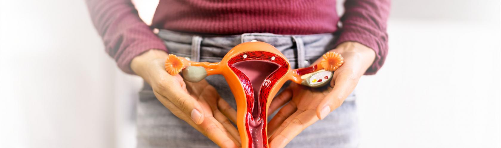 Kobieta trzyma przed sobą model macicy.