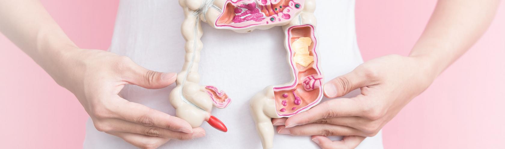 Osoba trzyma model jelita grubego na tle swojego brzucha.