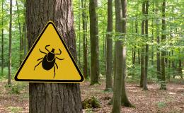 Ostrzegawczy znak kleszcz w lesie