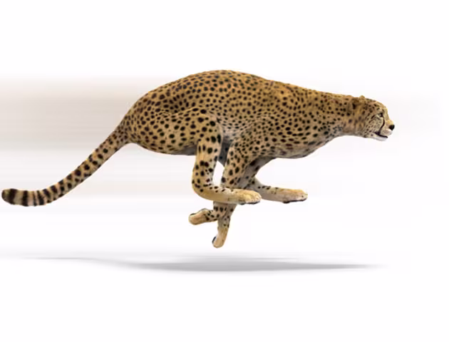gepard