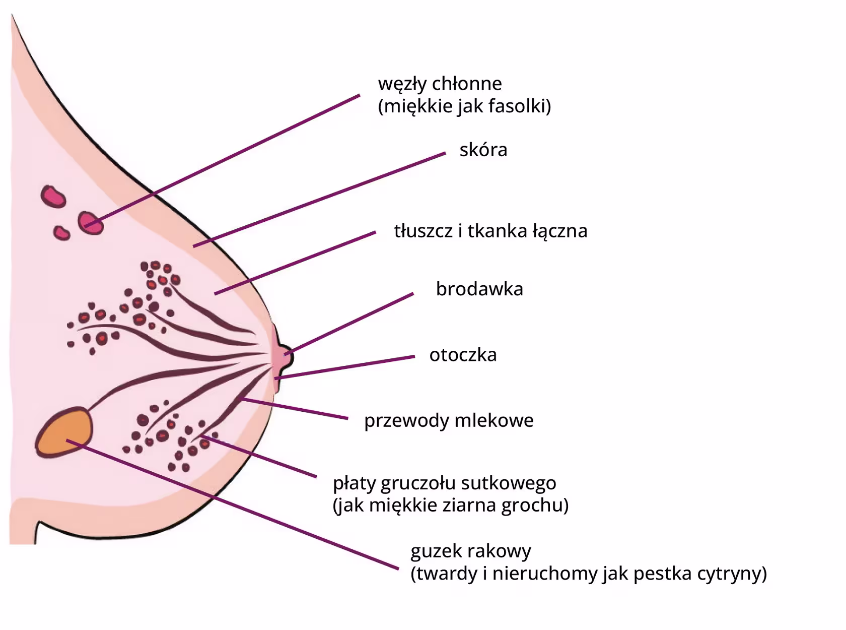 Grafika przedstawia schemat budowy piersi.