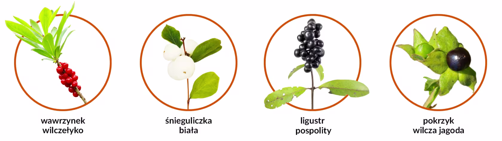 Grafika z trującymi roślinami. Na obrazku jest wawrzynek wilczełyko, śnieguliczka biała, ligustr pospolity i pokrzyk wilcza jagoda.